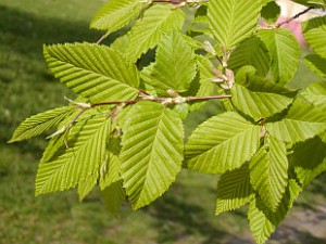 2679-carpinus-betulus-2.jpg